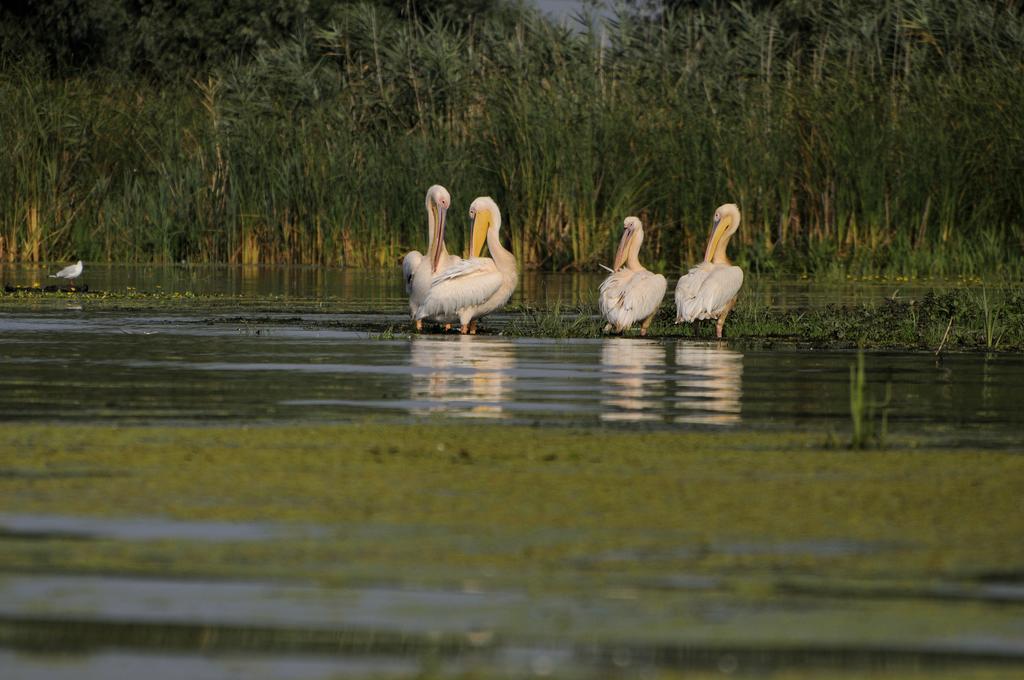 Vila Delta Travel - Mila 23 Mila Douăzeci şi Trei Exterior foto